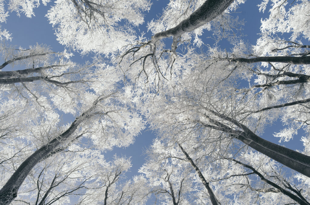 winter wonderland forest with snow