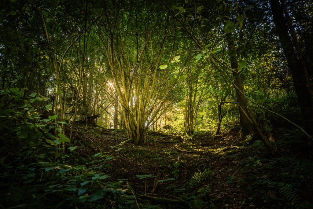 Forest view on sunny summer day. Nature concept