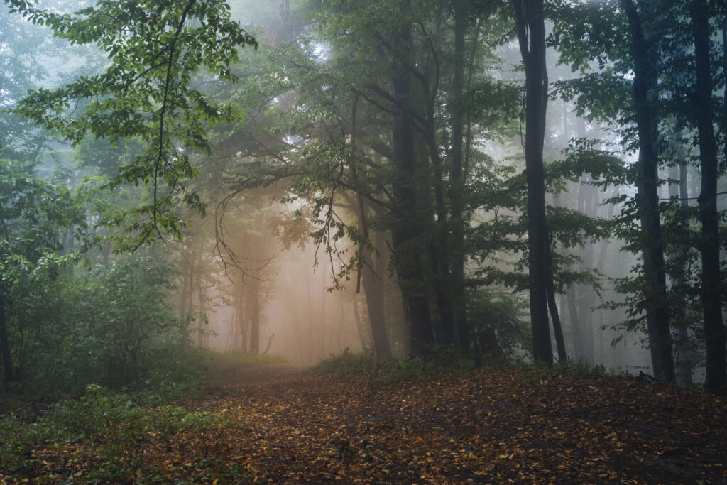 Mysterious forest with fog